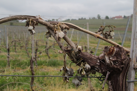 POZEBA_vzorčna slika